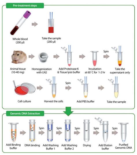 genomic dna purification kit|Blood & Cell Culture DNA Kits .